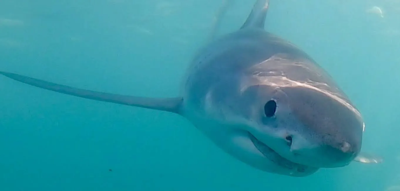Mikayla white shark underwater