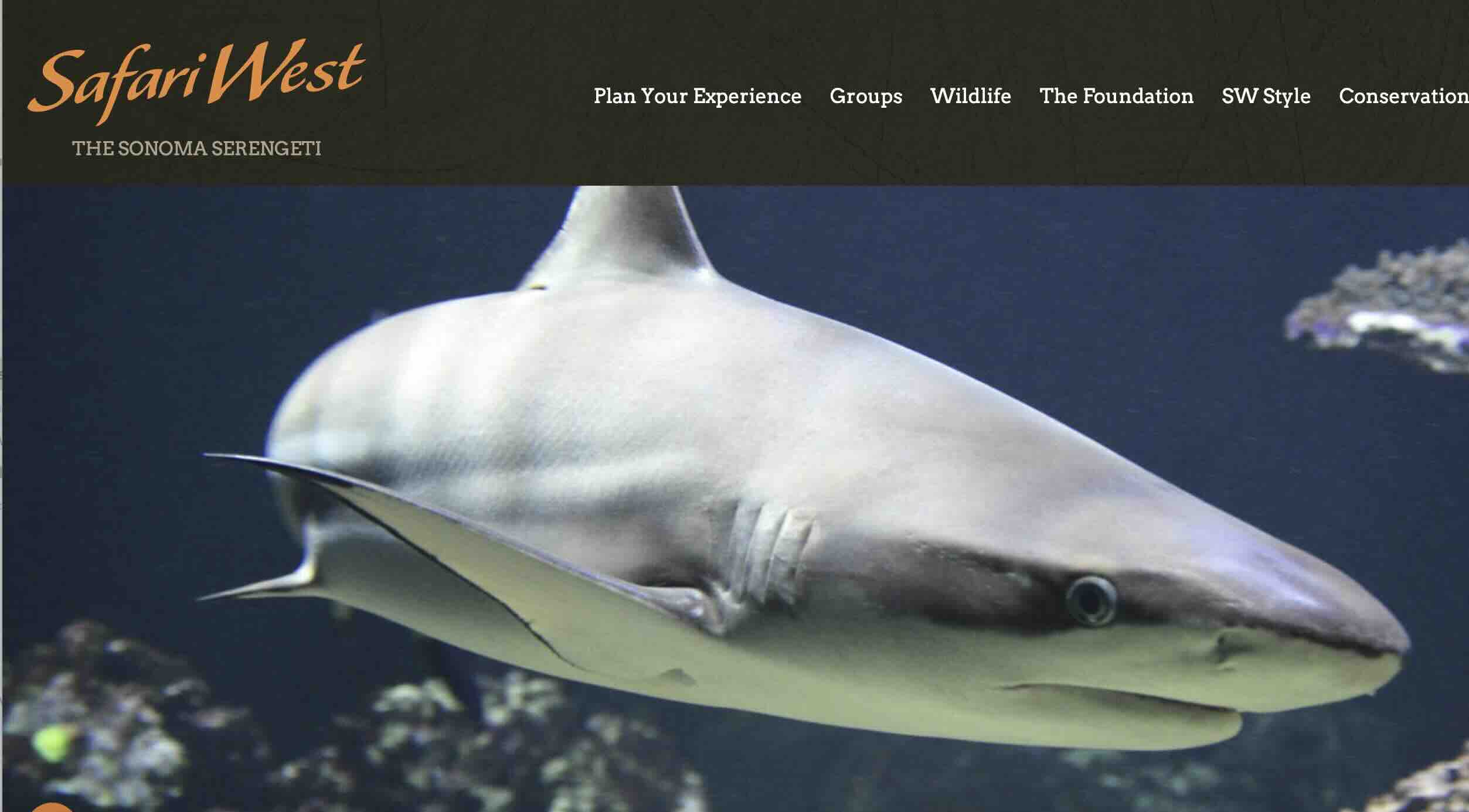 Shark and Safari west