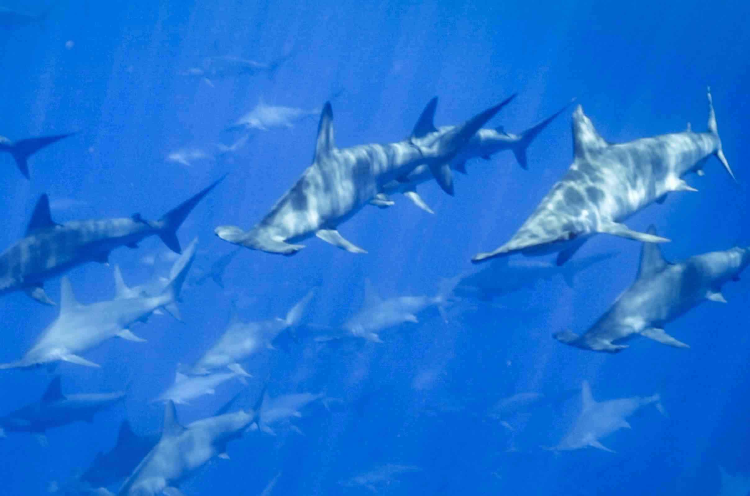 Hammerheads shark stewards small