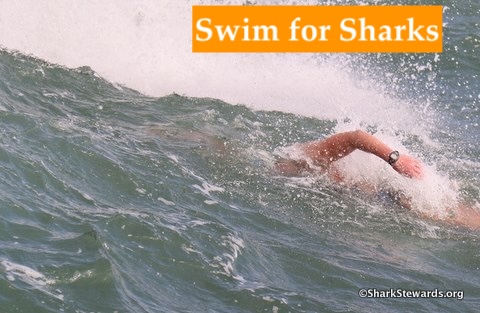 Swimmer and wave, banner