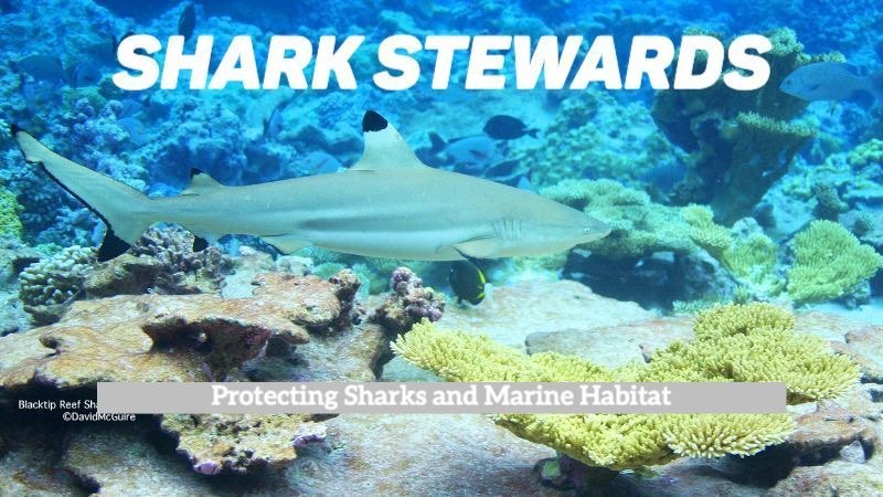 reef shark and coral