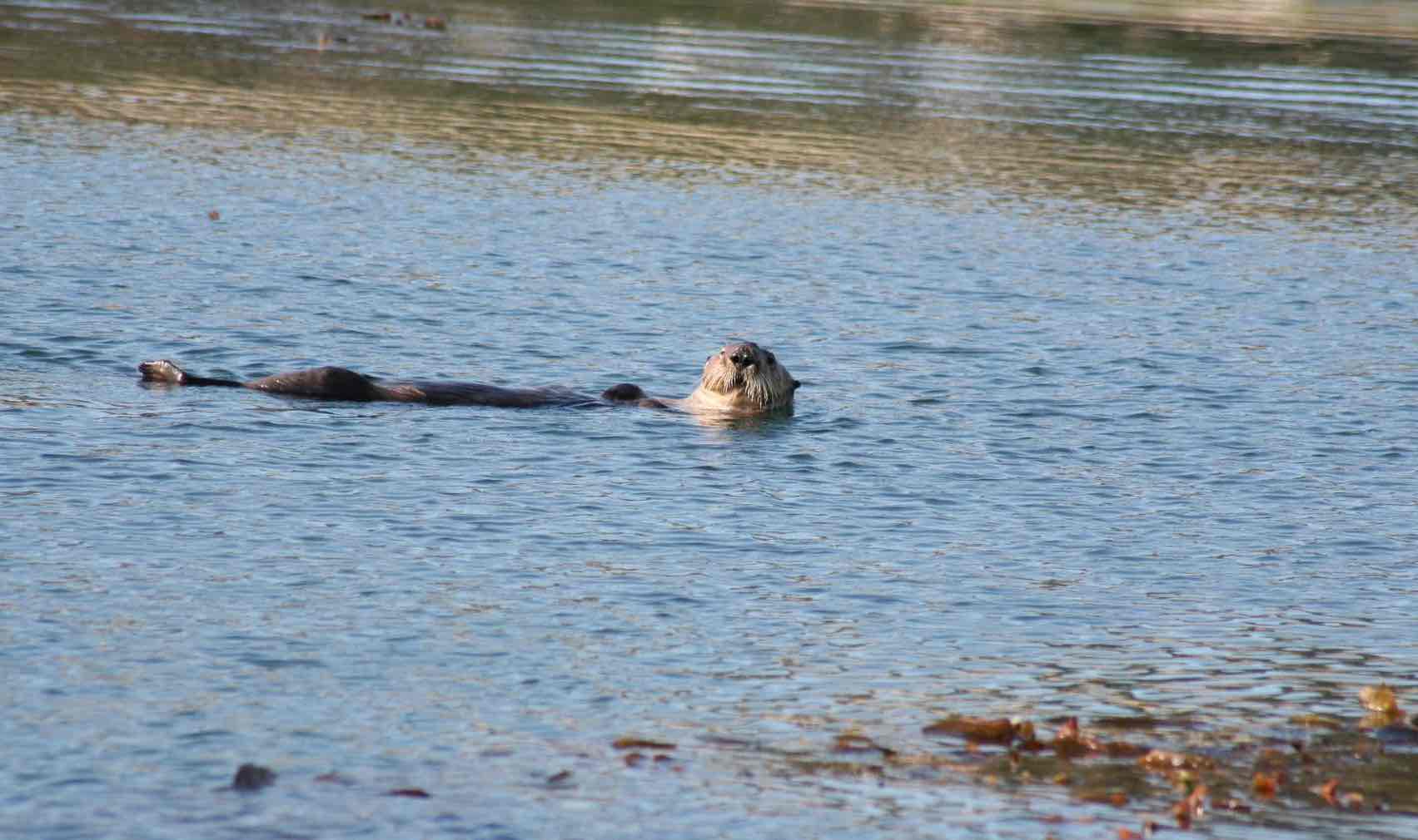 Sea otter small