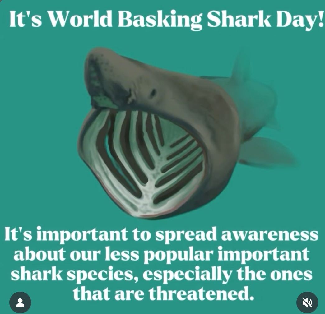 Basking Shark Day