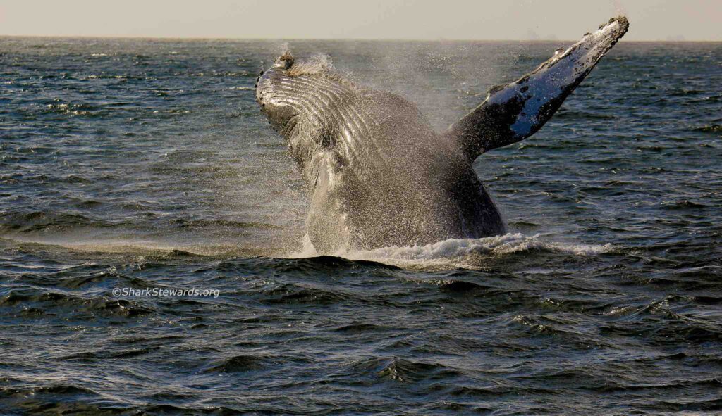 Humpback whale Breaching