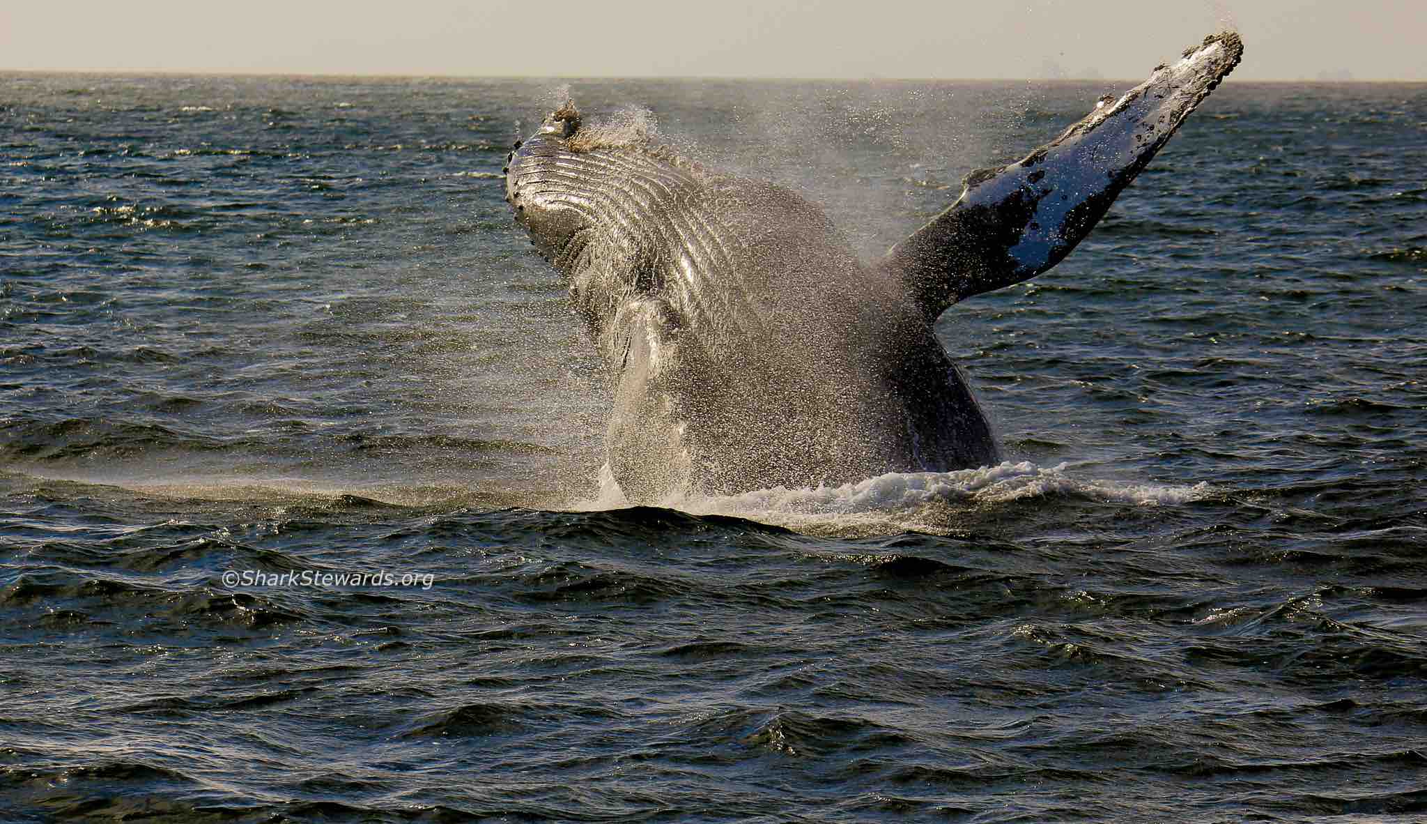 Humpback whale Breaching