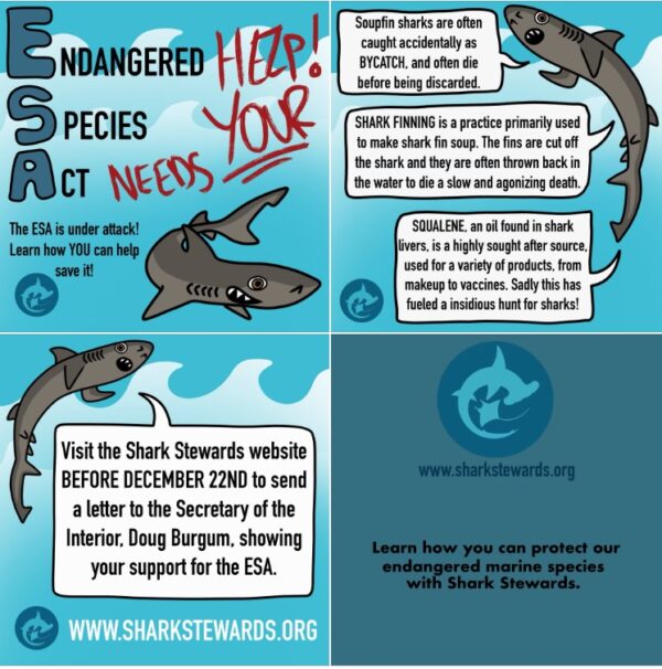 Save the eSA- cartoon sharks