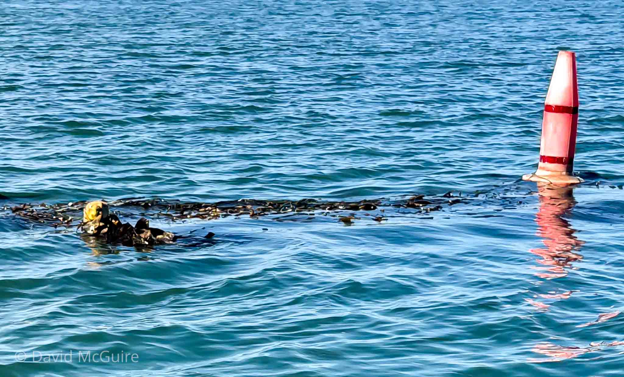 Otter and Buoy