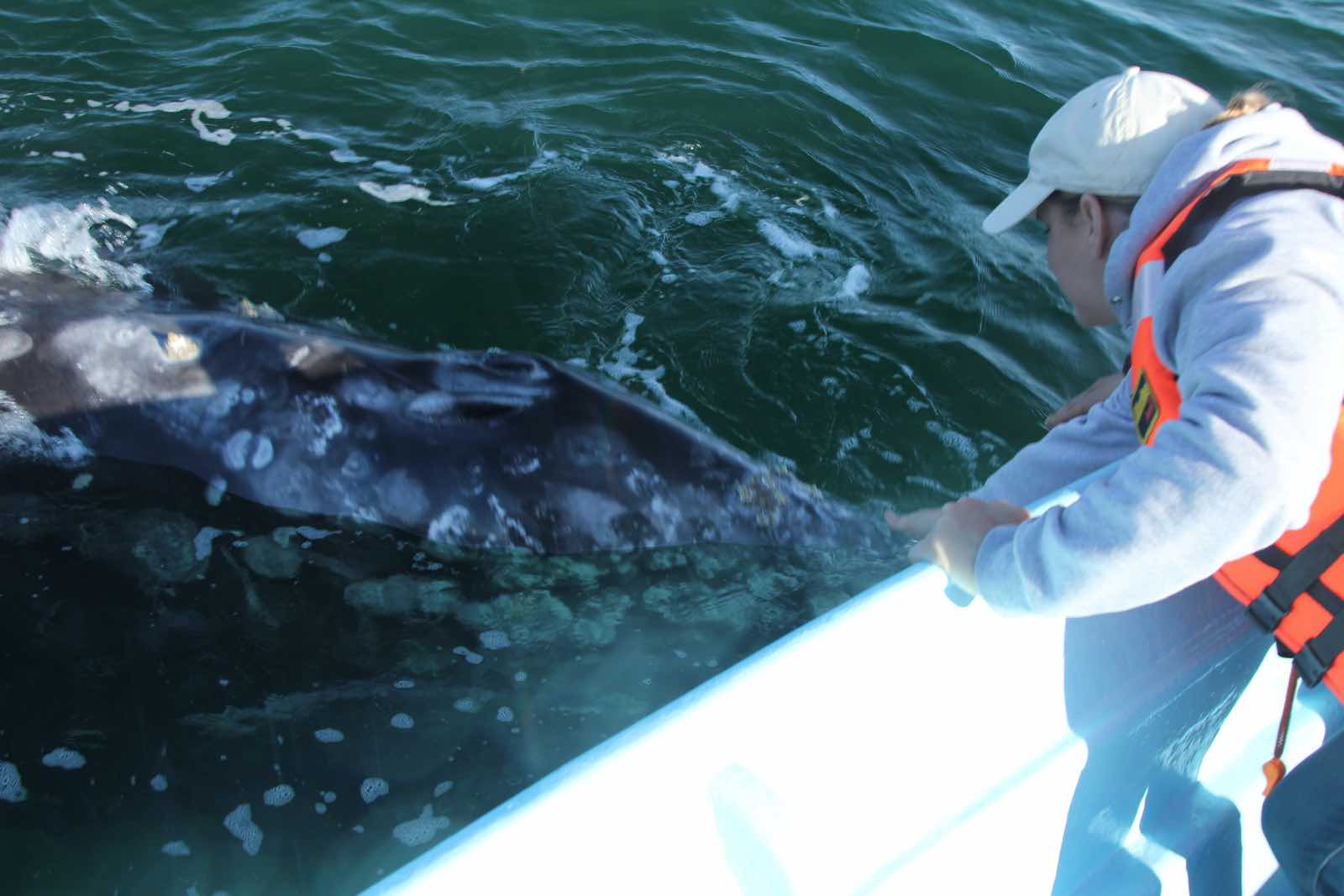 Gray Whale and Girl in boat
