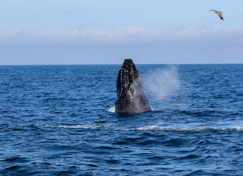 Humpback spyhop and blow