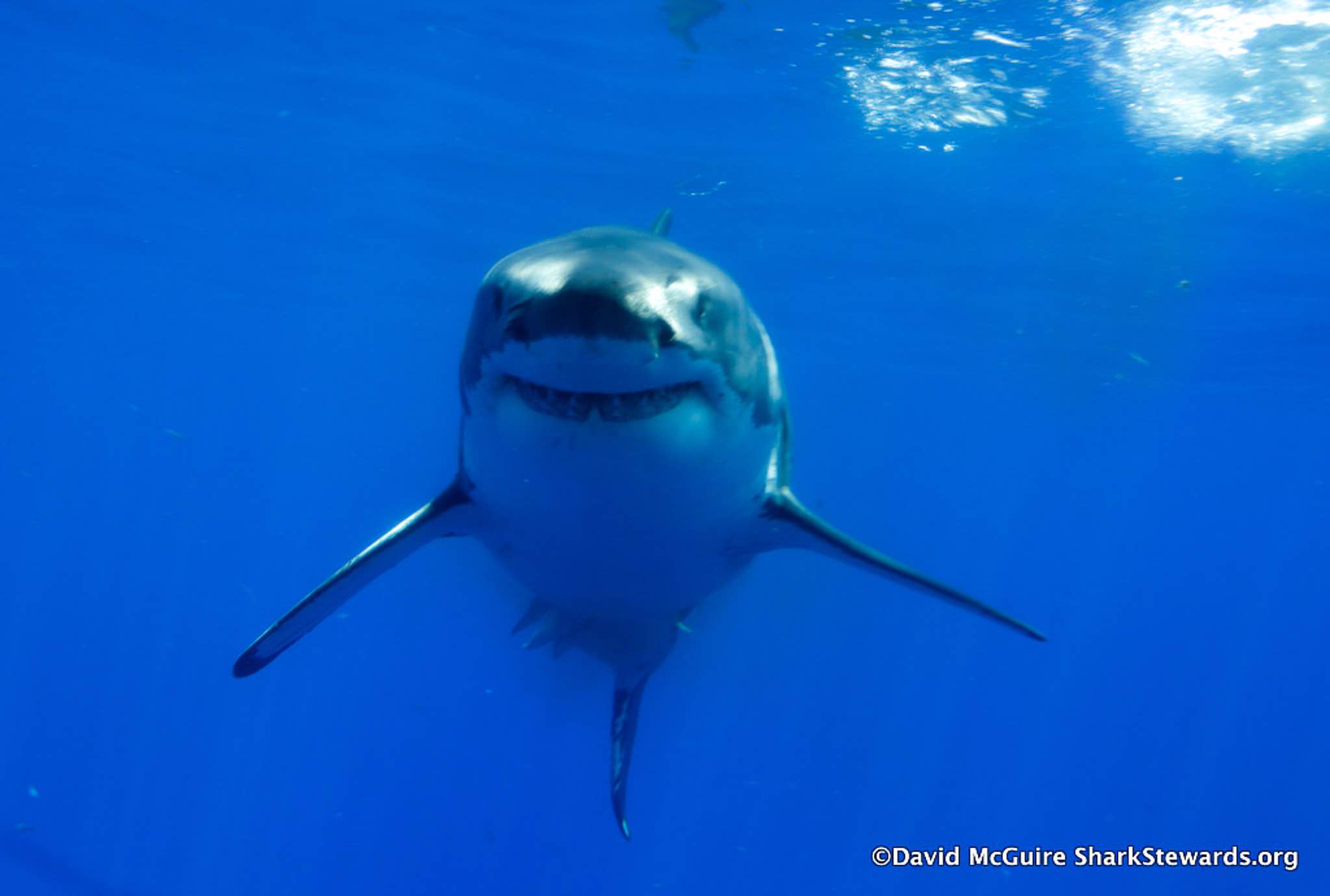 Great White Shark swimming at camera