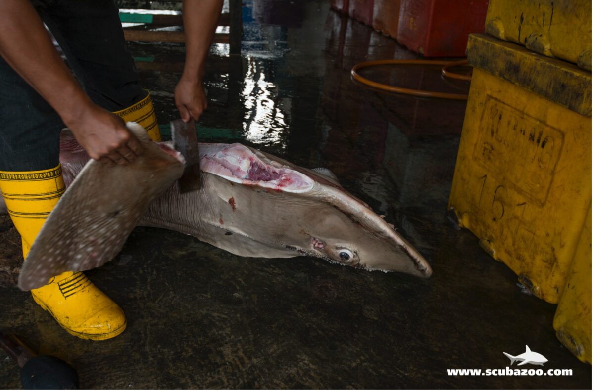 Shark being finned